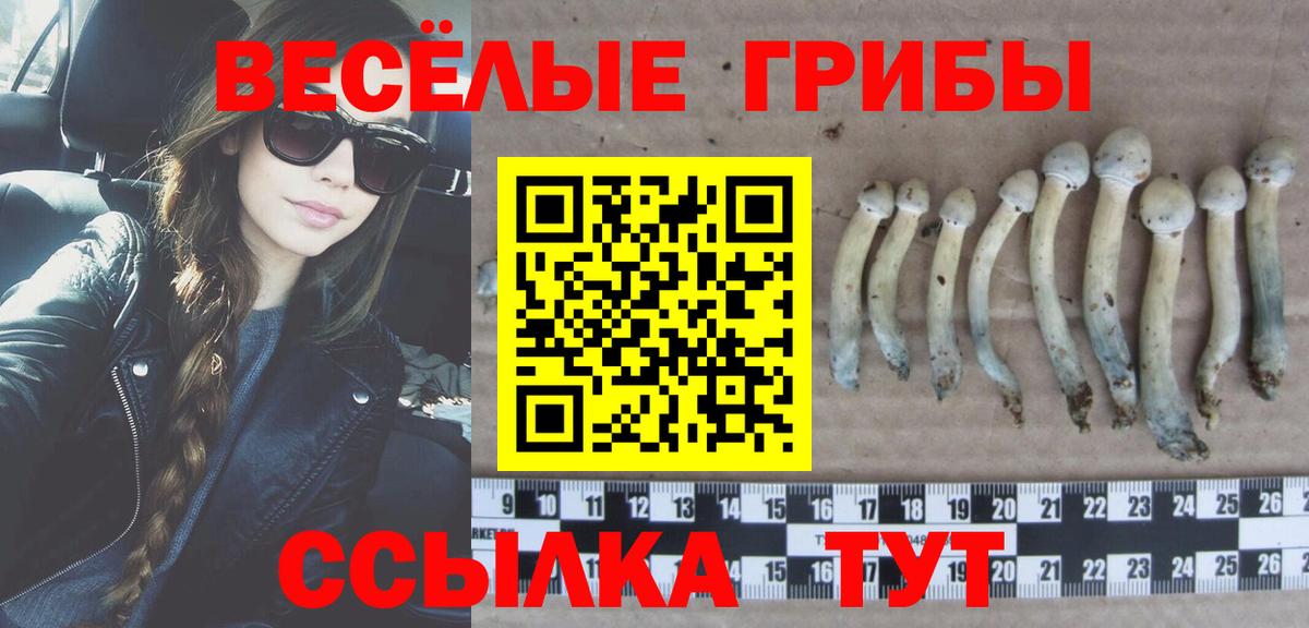 закладка  Псилоцибиновые грибы GOLDEN TEACHER  Вход с VPN  Реутов  Галлюциногенные грибы Psilocybine cubensis 